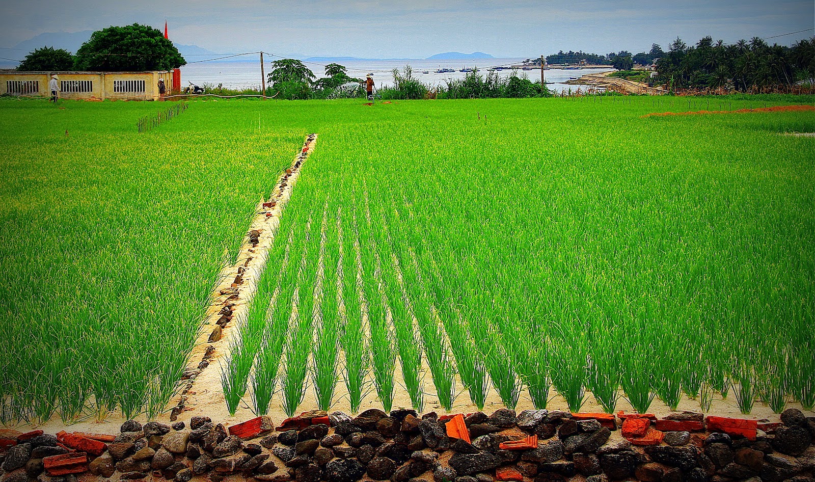 Tour Nha Trang đi Đảo Lý Sơn - Măng Đen 4 Ngày 3 Đêm