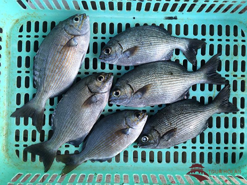 Cá tà ma nướng Lý Sơn