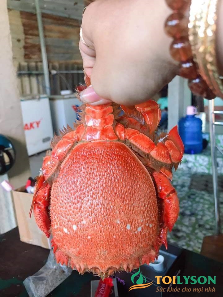 Cua Huỳnh Đế Lý Sơn