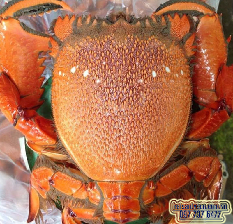 Cua huỳnh đế Lý Sơn Cua huỳnh đế Lý Sơn