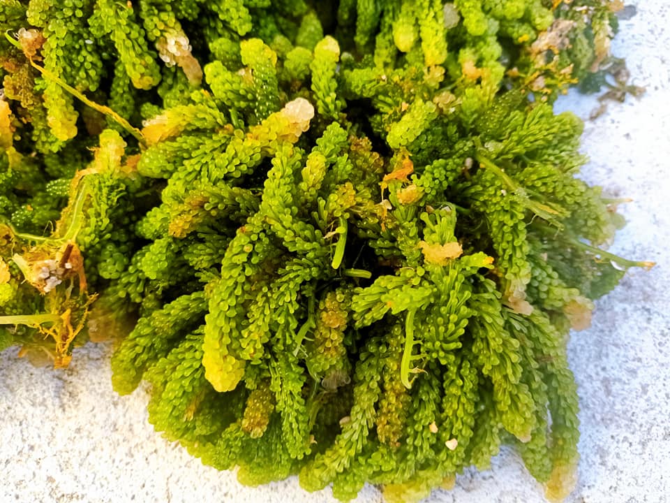 Rong Sụn Biển Lý Sơn